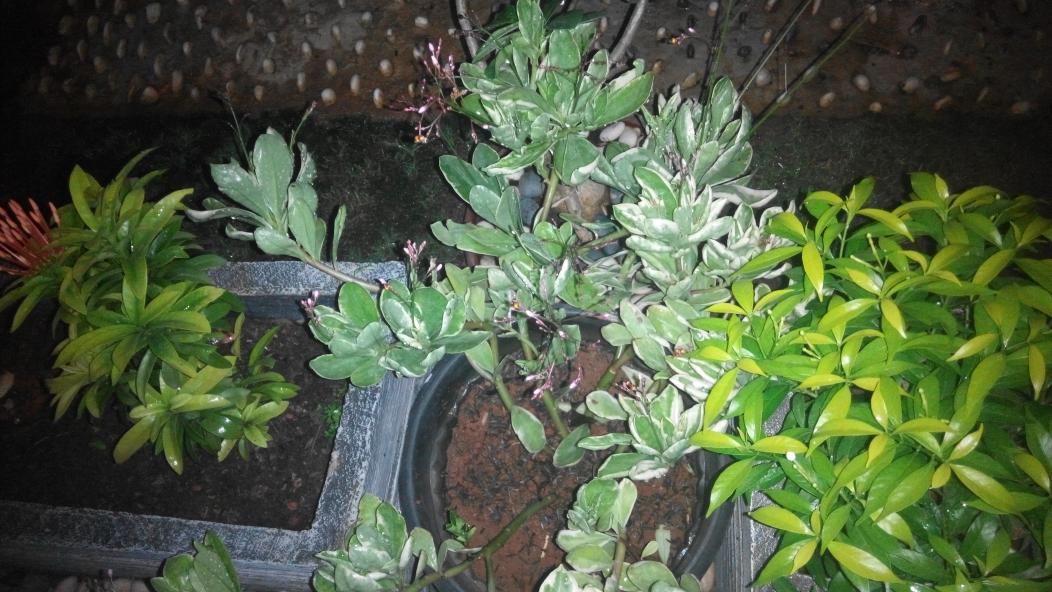 Suara jangkrikx cukup menghibur :D