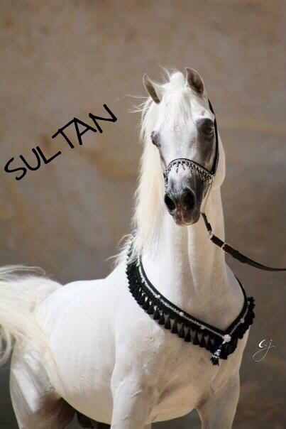 abo_slahe's tweet photo. العظمة لله مش للفلوس اما الحلو حلو اللسان حتى لوممعوش😶 http://t.co/zFjjgoio4C