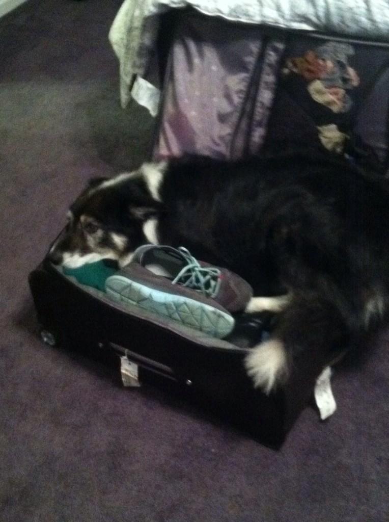 My dog Murphy did not want to go to Asia with my mom so he thought this would stop her  #JustinAlexanderBridal