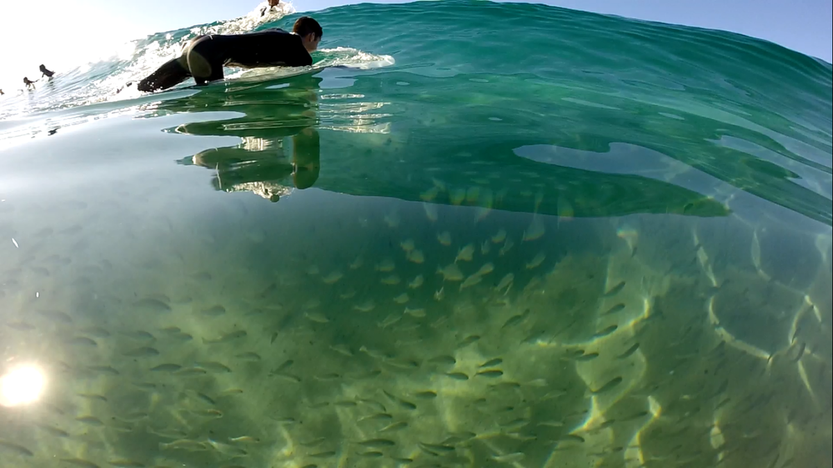ScottyMacKay13's tweet photo. Life Above Meets Life Below
#GoPro #BlackFridaySesh #Photography #DaOcean #BlueLife http://t.co/JtCmd3kcfJ