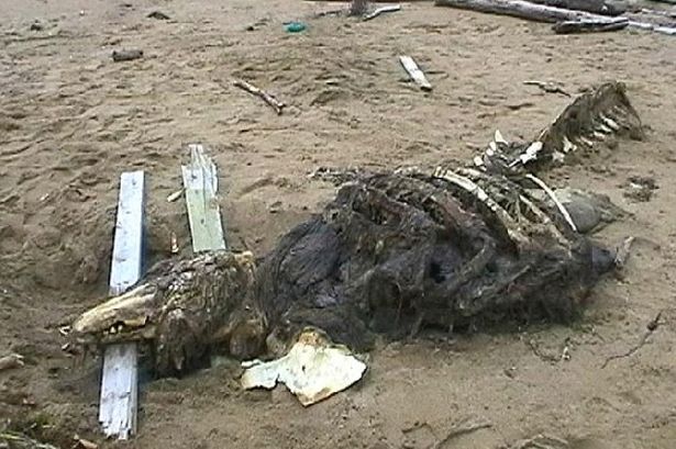 Mystery sea creature found by Russian soldiers in 2006 turns out to be beluga whale: mirror.co.uk/news/weird-new… #cryptids