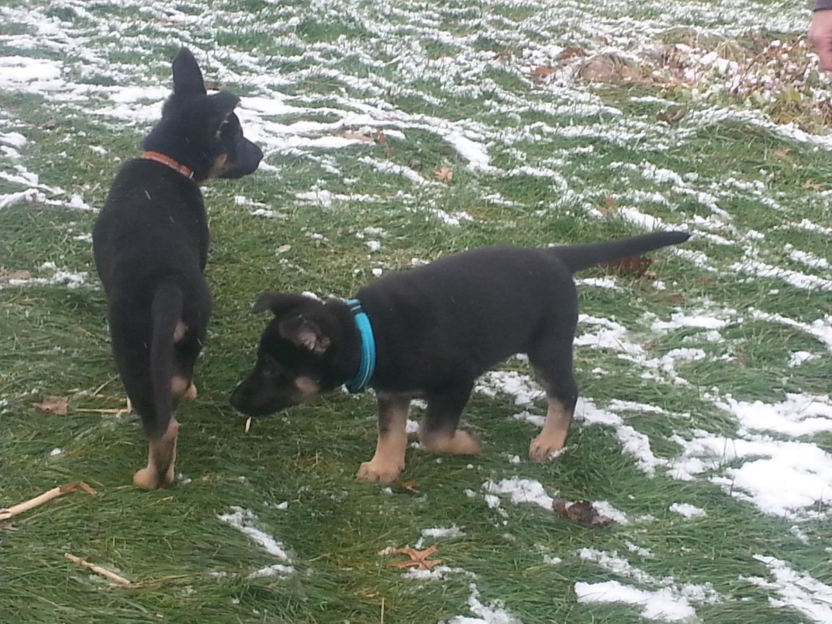 CarenAnnChapin's tweet photo. #welcome....#eva n #echo..........#newpupsintown  #sodarncute #spoiledrotton #ohsocute  We love um #weloveit http://t.co/5vrqQUX4jY