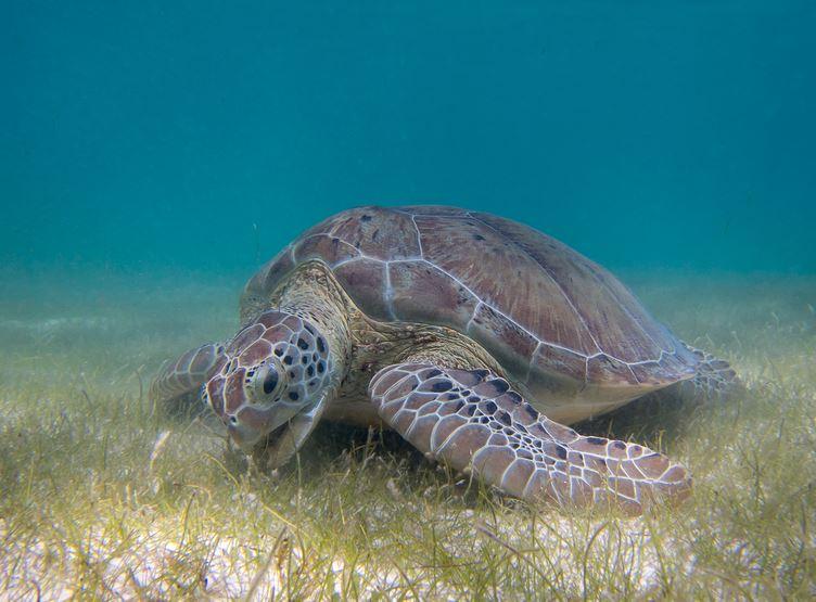 In Bahamas locals join marine #environmentalentrepreneurs for fun and conserving turtles bit.ly/1vZ4SYV