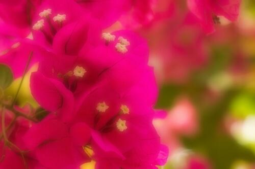 _____mum's tweet photo. ((

.
.

　　　　　ブ　ー　ゲ　ン　ビ　リ　ア

　　　　　花　言　葉　は　、

　　　｢　貴　方　し　か

　　　　　　　　　　　見　え　な　い　｣

.
.

++ http://t.co/IOqbXkq03Z
