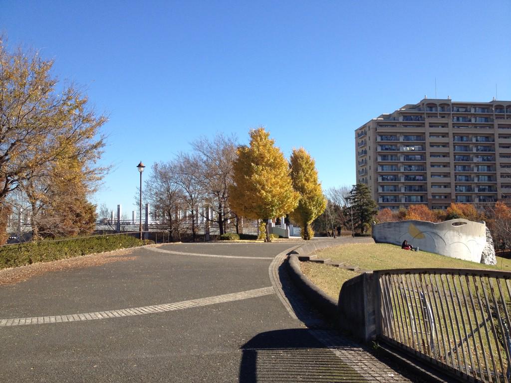 EpcCreative's tweet image. イチョウに恋の季節〜