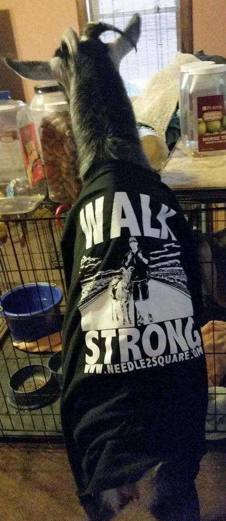 Needle2Square's tweet image. Now this is one cool goat! I love to see these kind of pictures from our supporters!  #N2Sarmy #goats #walkstrong