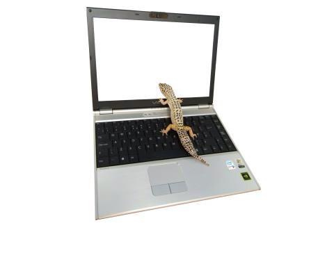 Dwindlance's tweet image. #xboxlive is down ): damn lizards