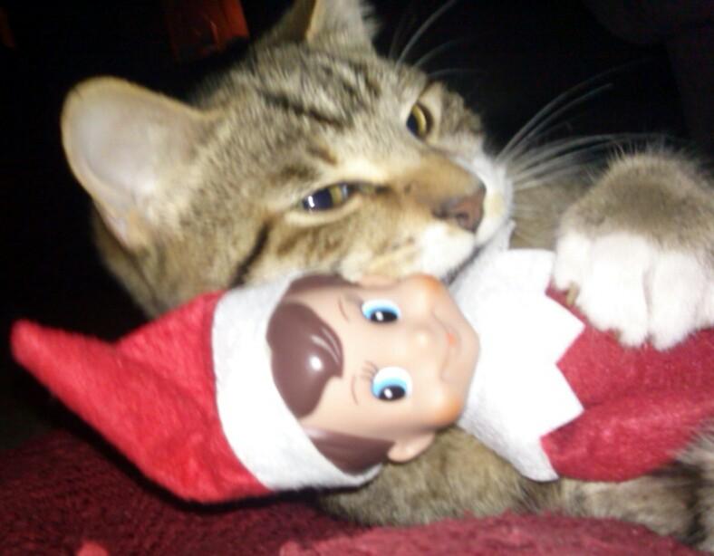 KOLcuz's tweet photo. My cat has taken over Pip the elf :) http://t.co/rew5287z6s