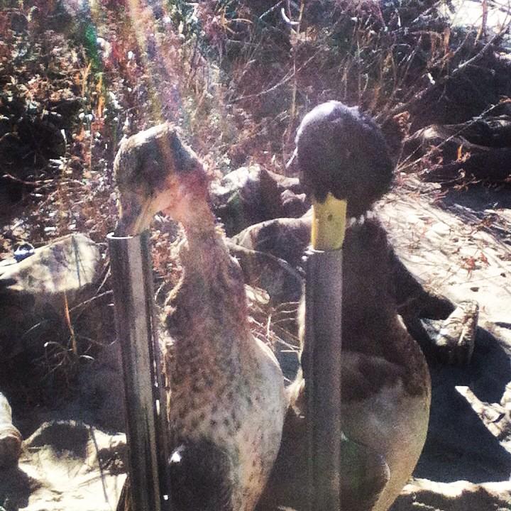 LuperJacob's tweet photo. #mallard #mallards #greenheads #woody #woodduck #ducks #duck #timberhunt #duckseason #duckhunting #waterfowl http://t.co/4kmdAaROxn