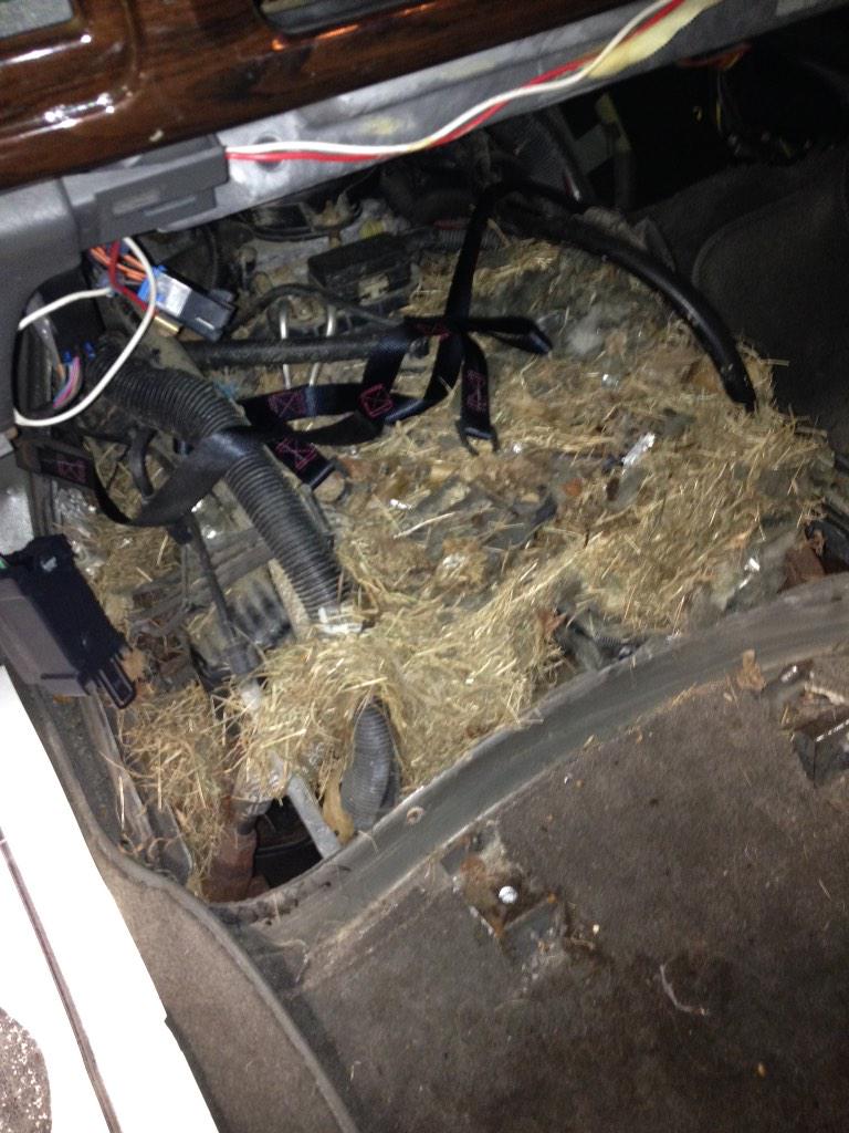 OhioMechanic's tweet photo. I had to look at a van at work that had sat for 2 years. I pulled the cover off the engine and find this #WhatEngine http://t.co/f4Fo8yuZVh