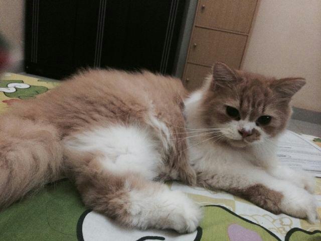 RezaFachlevi19's tweet photo. @infokucing penghuni baru di rumah :) http://t.co/P2IvjJrO7N