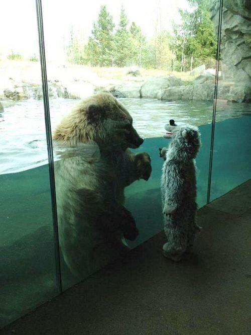OutOfWild's tweet photo. Polar bear meeting a boy dressed as a polar bear http://t.co/NJ2hA1BYyH