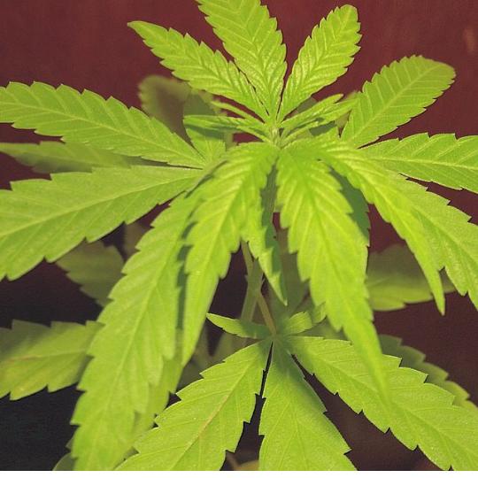 mascaration's tweet image. Eu adoro*-*