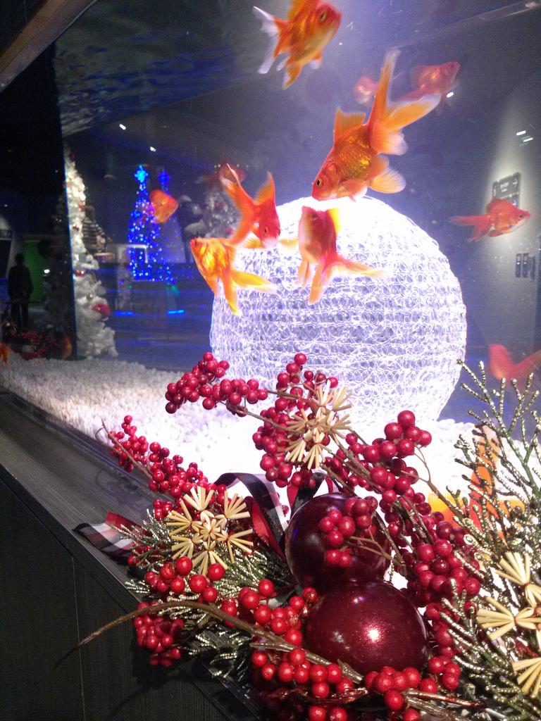 すみだ水族館 公式 En Twitter 昨日飾り付けしたクリスマス水槽 こんな冬モードな金魚 見たことないですよね こん Http T Co Llhyy4xddj