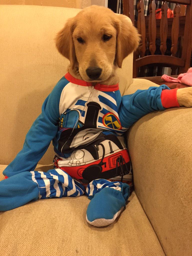 caitlinkozacek's tweet photo. They call me JJ Cooper. I wear Thomas the train footy pajamas. #mydogscuterthenyour #jakejr  #coop #GoldenRetriever http://t.co/y5UuwoyOSB