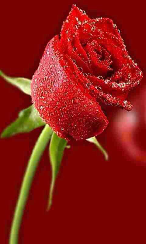 market6090's tweet photo. صباحكم معطر بالايمان http://t.co/kwyiYowoTt
