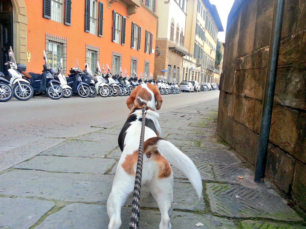 girlinflorence's tweet photo. Pretty much the only view I get these days from my dog. #gingergram http://t.co/yBvv1B6Zui