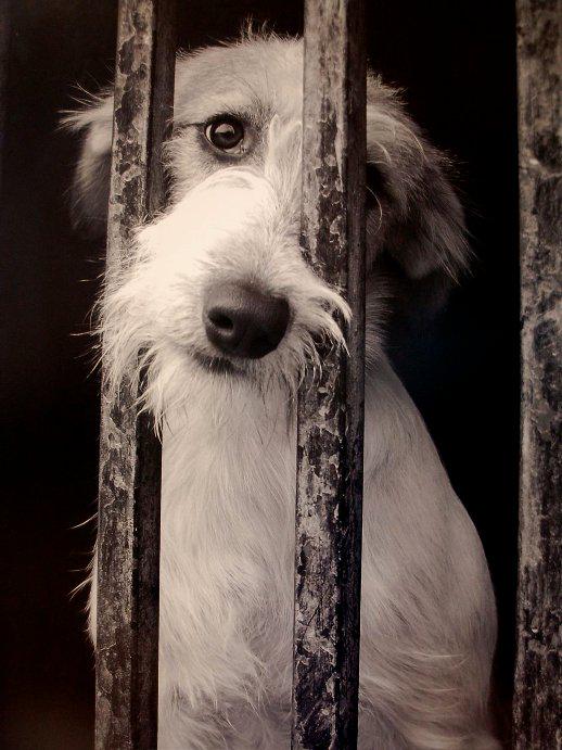 guardiacivil's tweet photo. Si ves a alguien maltratar a su #mascota no lo dudes, llámanos al 📞062
El que no sepa quererla no merece disfrutar de su compañía https://t.co/p65oYZCuUo https://t.co/xALaFKN4m1