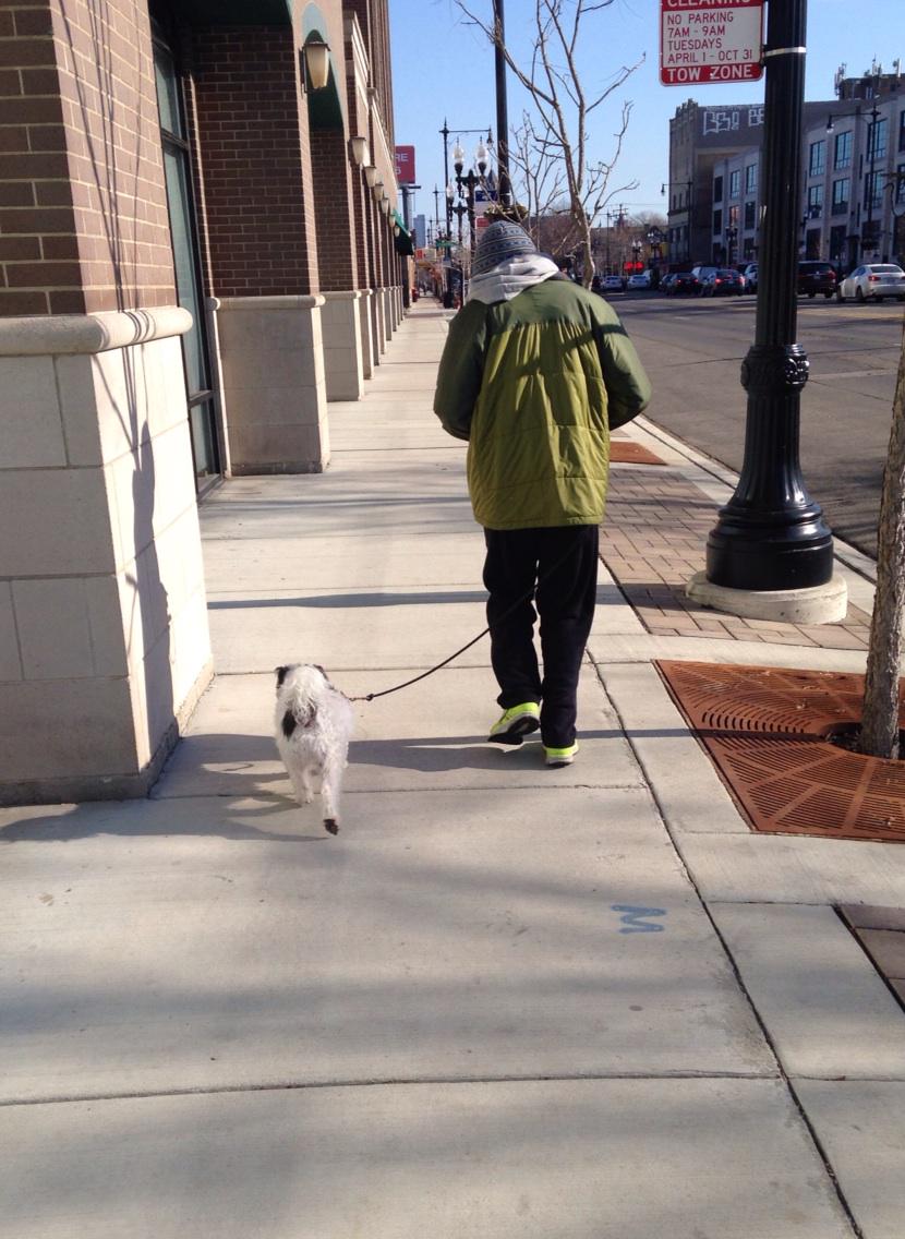 TheDogShafer's tweet photo. Hector and Crash out for a morning jog. He made it two miles! #impressed #gocrash #chicago http://t.co/DvlCCUaFwk