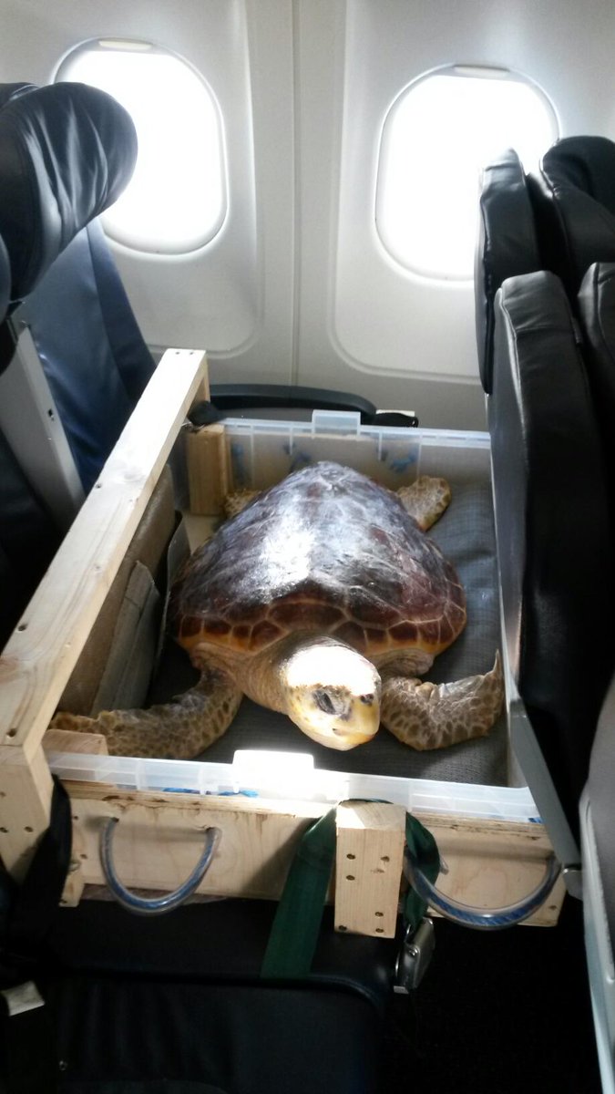 Leona the turtle is jetting off from Dublin to her new home in Gran Canaria: jrnl.to/1CBGS19 ”@_fionabarry