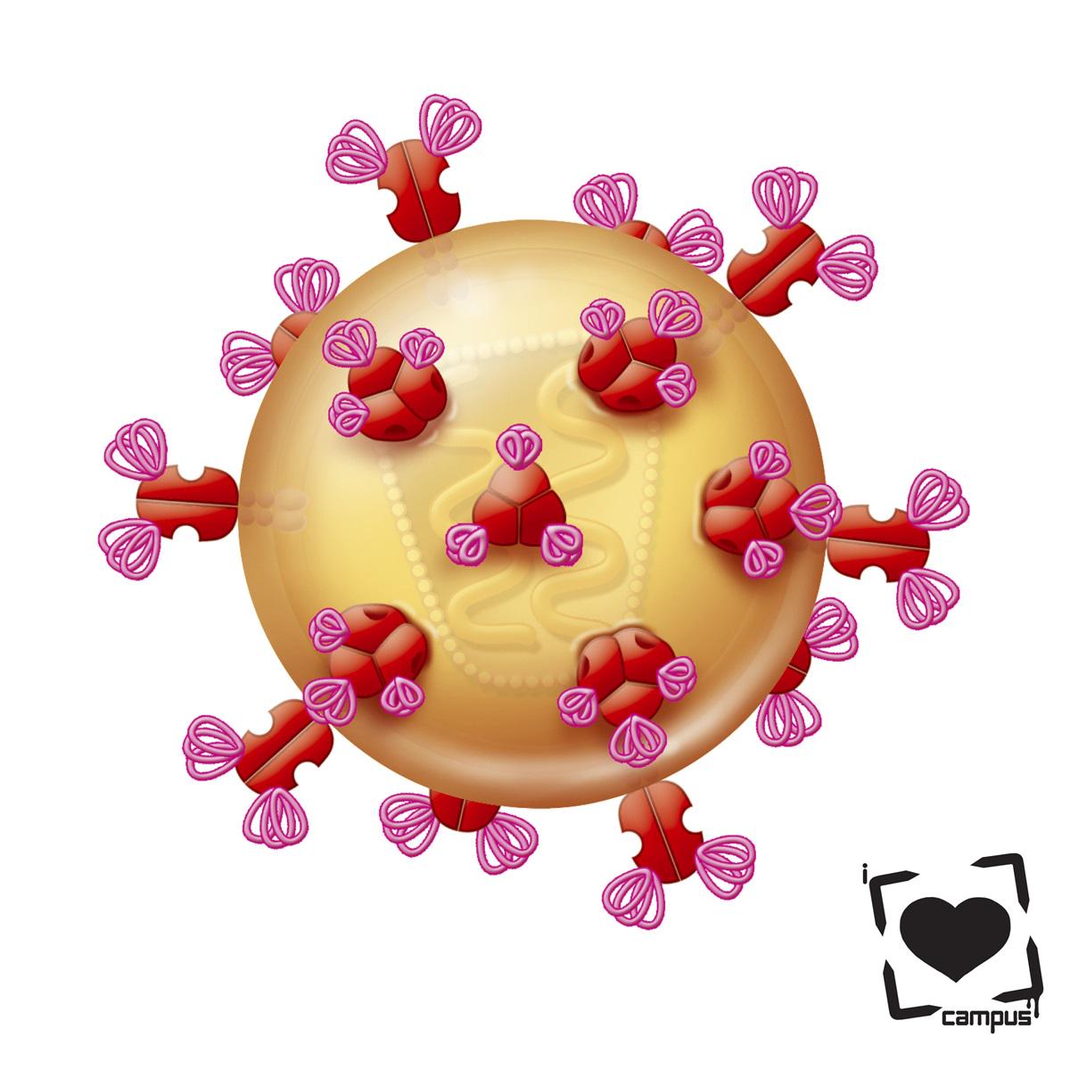 ILoveCampus's tweet photo. HIV is adapting to the human immune system, weakening itself in the process~Oxford University Research~ #InfoTuesday http://t.co/Dbd35qkxZl