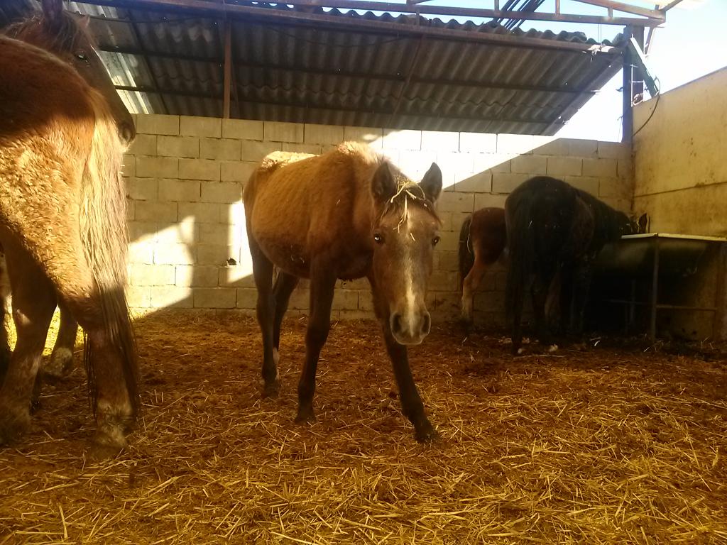 barquerosb's tweet photo. Camino de una nueva vida lejos del matadero, ahora buscamos adoptantes  http://t.co/hUDKclharS ¡Ayúdanos a difundir! http://t.co/ciuMwaUAnR
