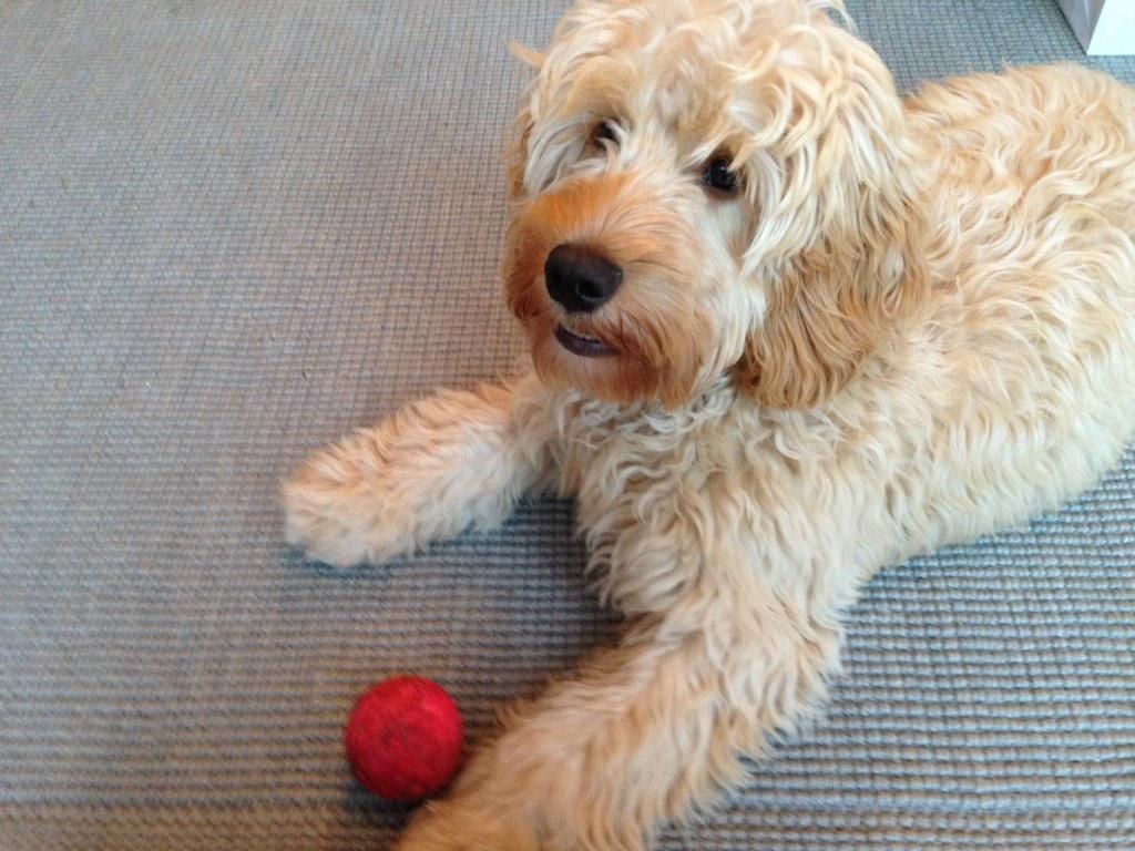 PaddingtonDog's tweet photo. I love playing ball in the house. The way to get a ball back from under furniture is to bark a lot! http://t.co/j0s5Vcq5Gn