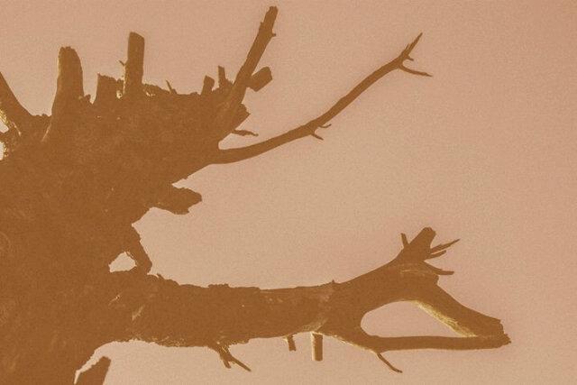 apicturesdream's tweet photo. Treeography @artsouthafrica @Invert_SA @poeticterrorist @Kevinayida http://t.co/xZdivUggz1