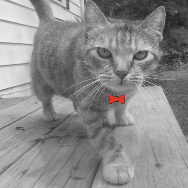 Bridget was rescued by <a href="/BaywaterAnimal/">BaywaterAnimalRescue</a> after being thrown out a car on a bridge but is safe and loves pets!