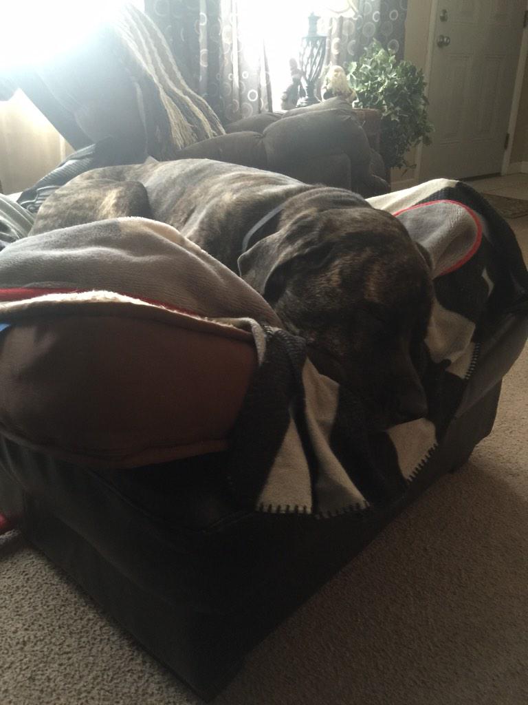 WaytMichelle's tweet image. My baby is in pain. Please help support his medical expenses. gofund.me/i23698?pc=14_f… @DrewFromTV  @IAmSteveHarvey