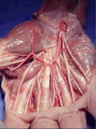 ScienceATM's tweet image. This is what a human hand looks like without its skin...