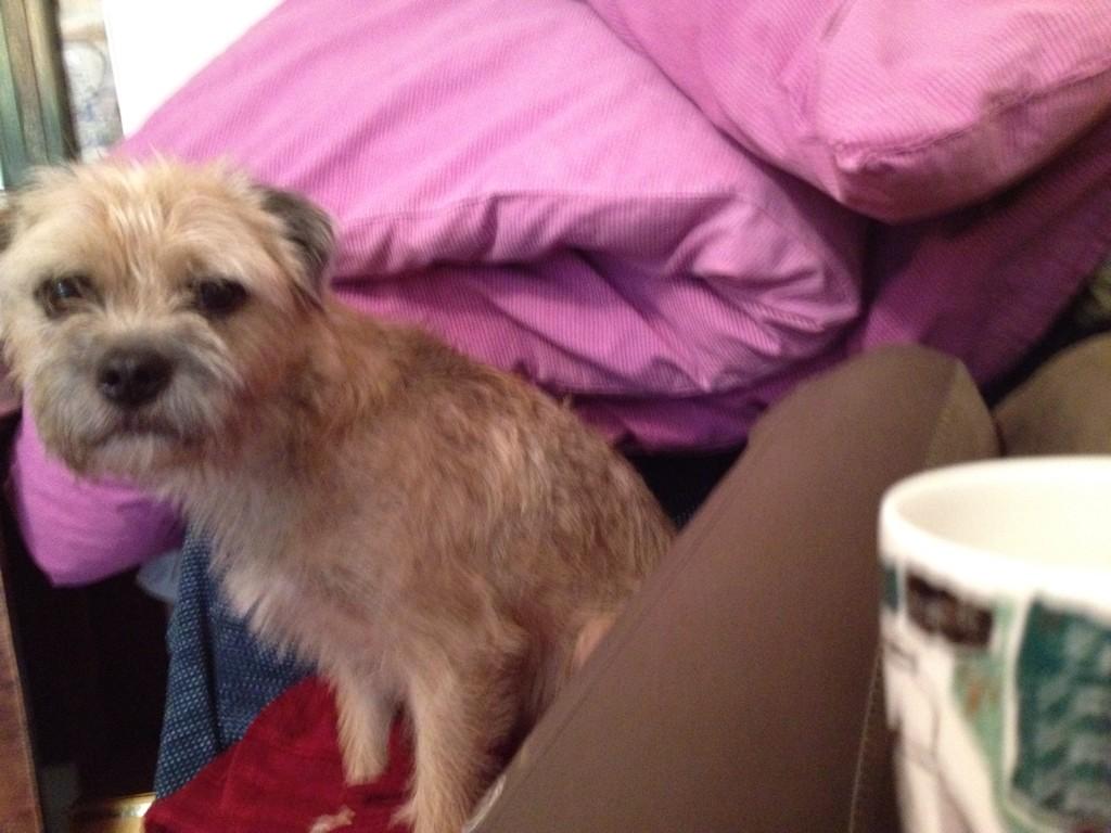 TweetsofBowser's tweet image. Stop drinking tea and take me for a walk!!!!!!!