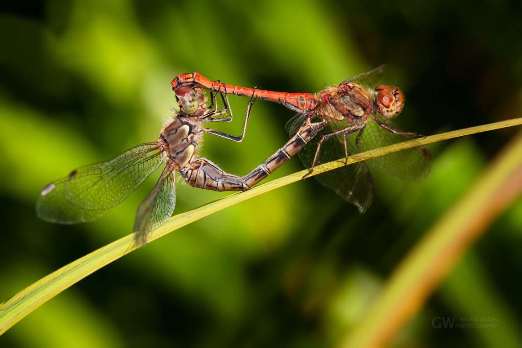 Permalien de l'image intégrée