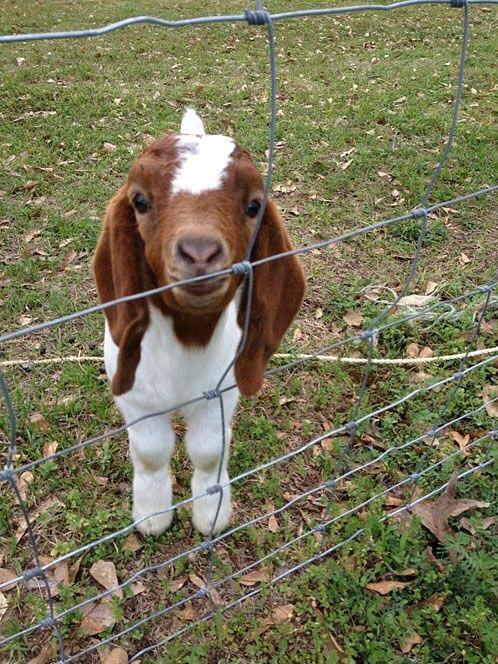 y4jBCHS's tweet photo. You've goat to see this little guy. #whythegoat #dailydoseofgoats http://t.co/PvpCfvNX5v