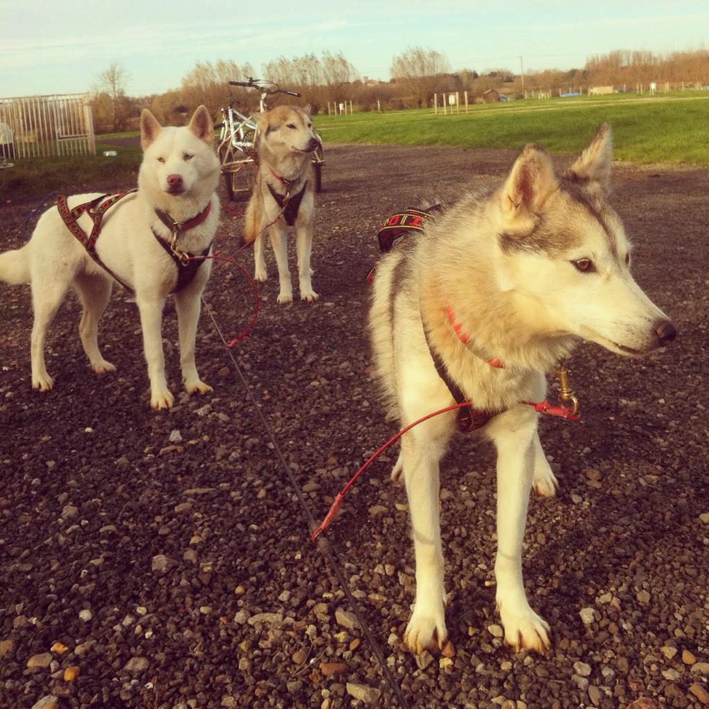 CountryfileMag's tweet photo. Online editor @sianannalewis has been trying out husky riding today with @ArcticQuestTeam! http://t.co/dFZEN1EhYi