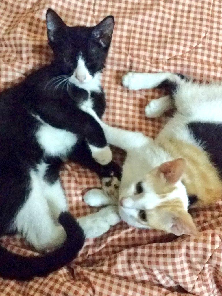 yatiejonet's tweet photo. good night furrballs 😻😽
#babybatman #babynicki #curiouskittens #muuaahhkkss http://t.co/JIkMPTUH6U