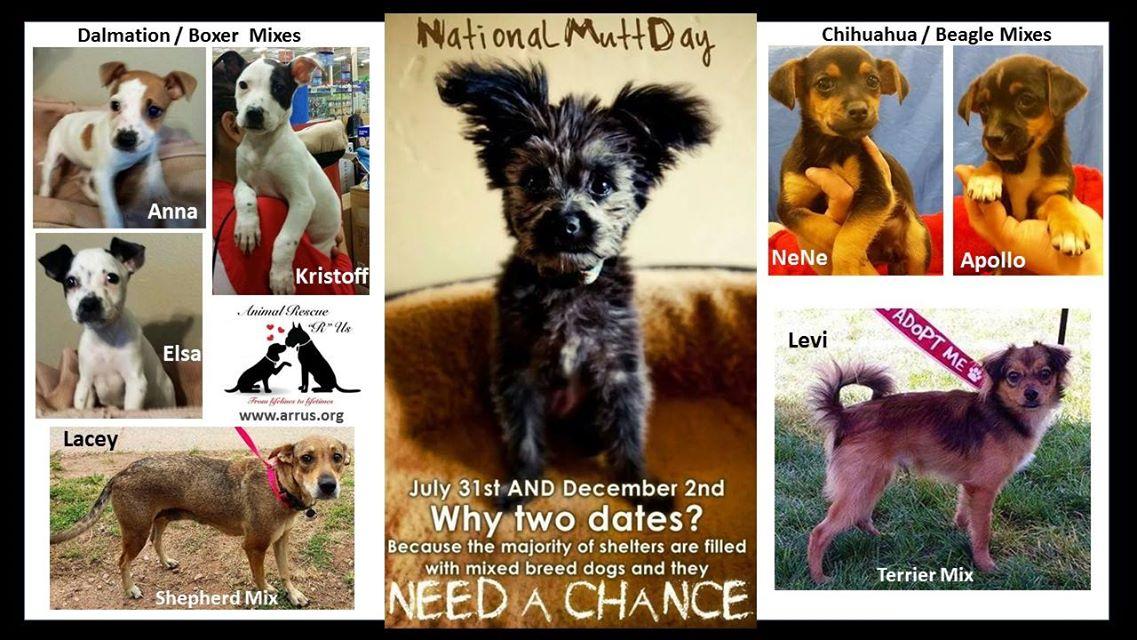 Animal Rescue R Us (ChrissyAdyson) Twitter