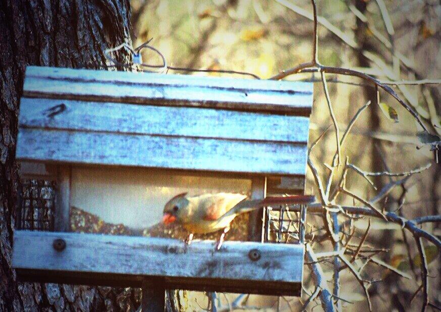 BennettCyndi's tweet photo. Female cardinal http://t.co/wy0tsvgWYu