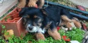gatitoos_'s tweet photo. VENGA Q SOLO QEDA ESTE PERRITO PARA ENCONTRAR CASITA SUS ERMANOS YA ESTAN CON SU FAMILIA 610648961(JAEN) @etniaenjaen http://t.co/zJRoL9rzt6
