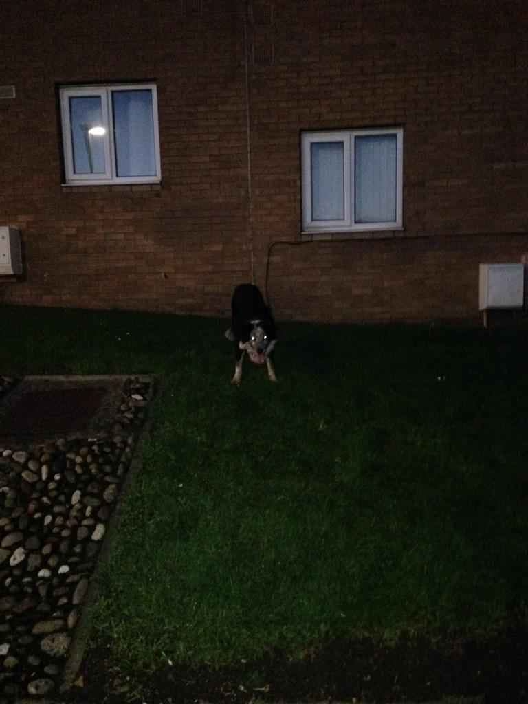 broganrobinson1's tweet photo. Any one lost a dog benwell newcastle 😘 http://t.co/QFUjvnKAeX