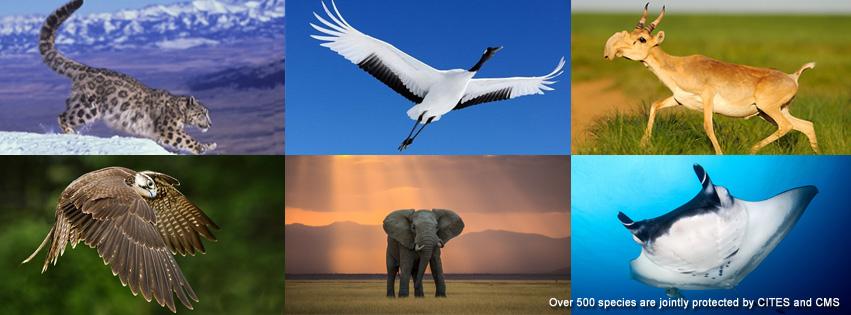 CITES's tweet photo. #CMSCoP11 shines spotlight on conservation in Central Asia http://t.co/zpIrFdL0Wj http://t.co/fKSCKnigjd