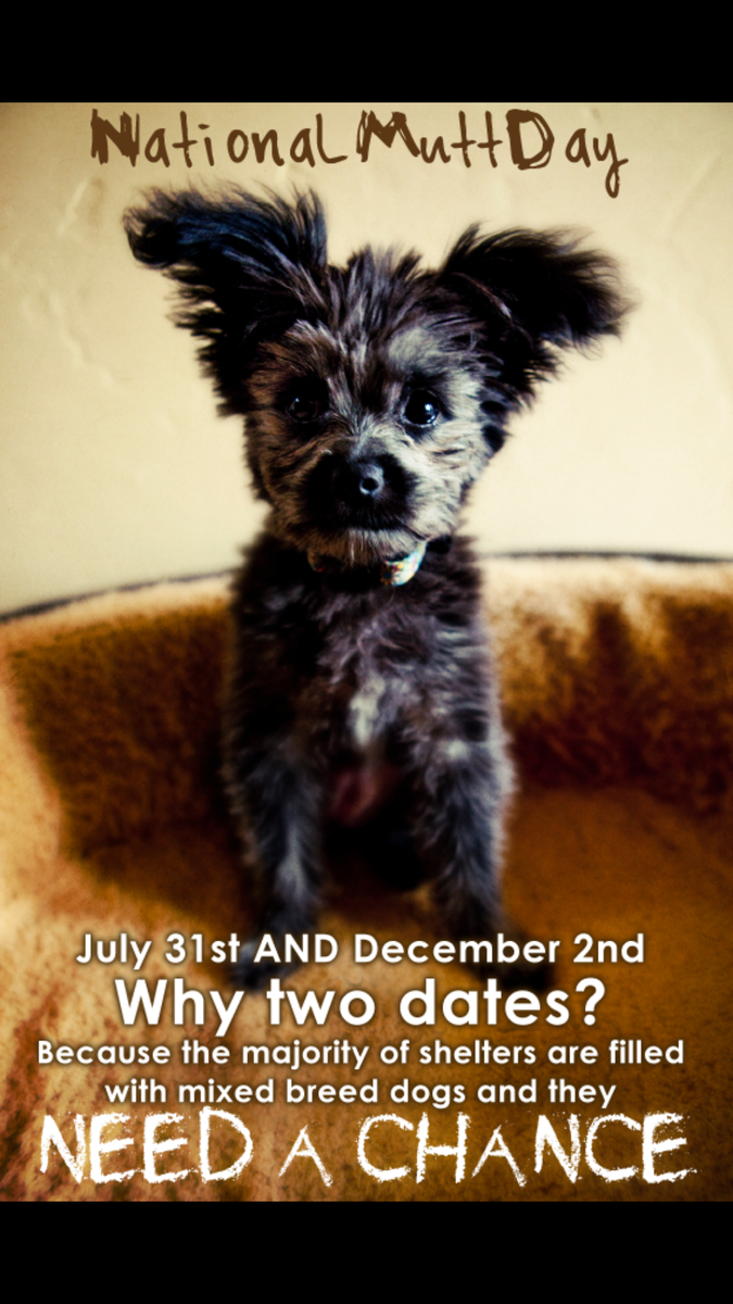 Adopt a new family member today 
#nationalmuttday