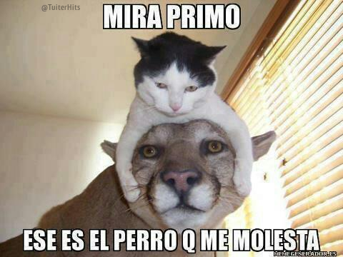 TuiterHits's tweet photo. MIRA PRIMO http://t.co/e9rMxJfQIB