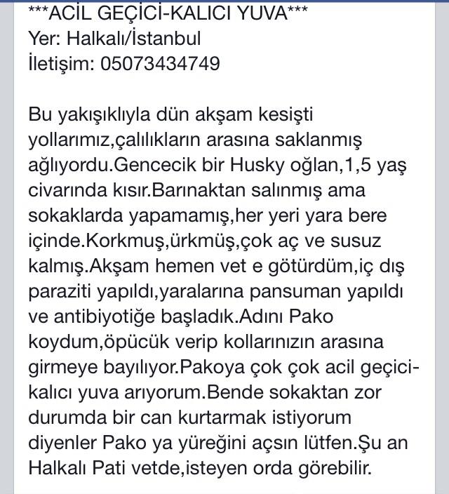 TCylz's tweet photo. IST- GÜZELLER GÜZELI HUSKYE ACIL YUVA!@sosyopet @sokakcanlari @AcilYuva @YuvaAriyorum @hayhaksaygi @hayvandostlar1 http://t.co/n8abRrimns