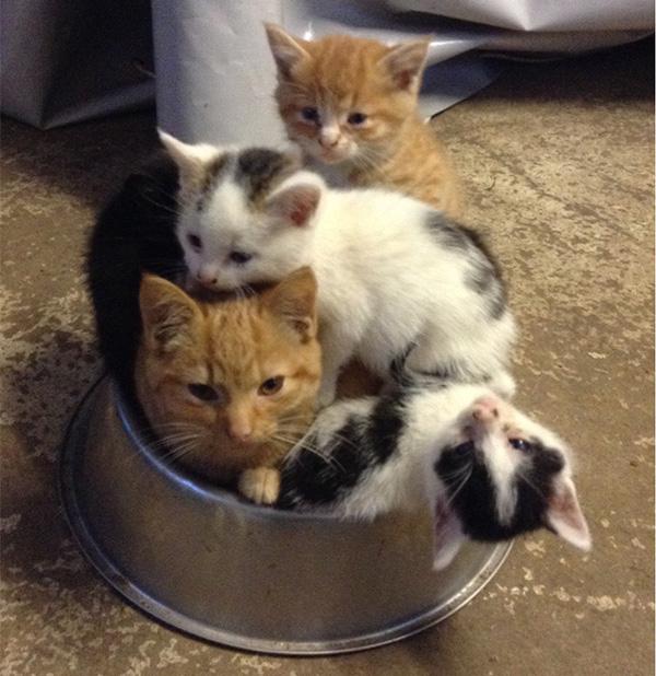 NickPhi83445256's tweet photo. Tuesday almost over. No more tuna? #TunaTuesday #Cats #curiouskittens @l3aby_emzi69 @kimczwicker @KiraHunk @EniAlu http://t.co/xjShAyv4QZ