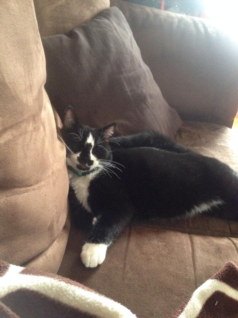 warford24's tweet photo. #catlover http://t.co/rHGltyg7j3