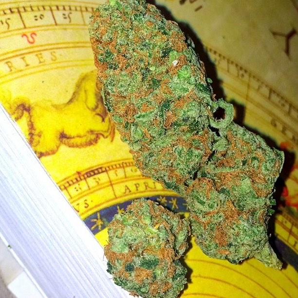 dailyloudpack's tweet image. Beautiful Daily Loud Pack😍💥 ( Jack Herer)
