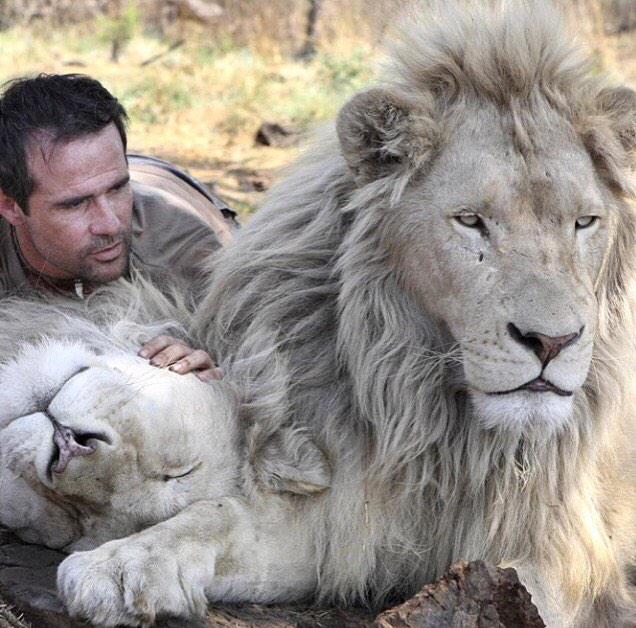 _Nature_Scenes's tweet image. Lion cuddling
