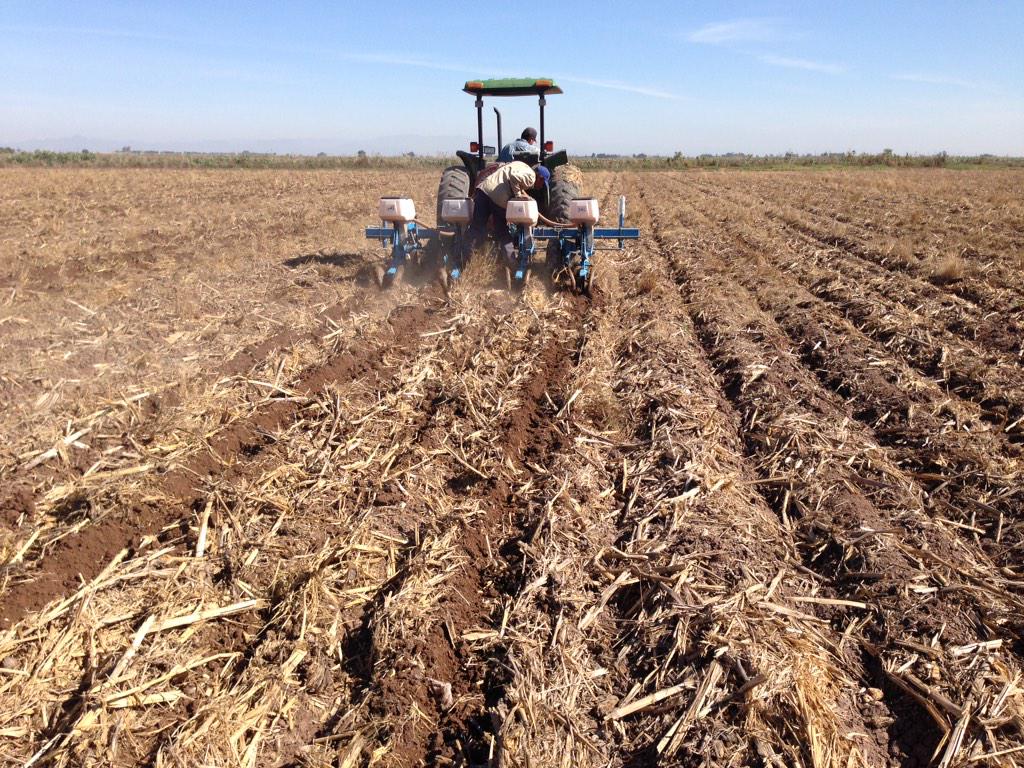 PazTrueba's tweet photo. @BramACCIMMYT @MasAgPlataforma siembra de maíz en AC, validando fert. organicos y químicos http://t.co/gr9TKAgIup