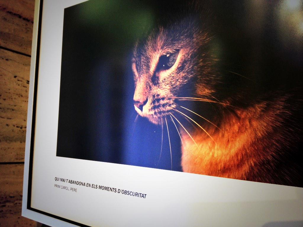 telepublic_sl's tweet photo. Exposició “Concurs de fotografia ‘La meva mascota’ a la @bplleida http://t.co/TEQozDdHBr